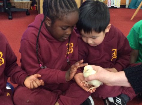 chicks 6
